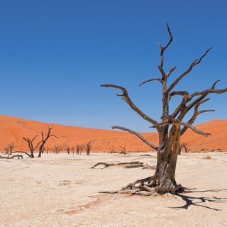 Namib - Dead Vlei